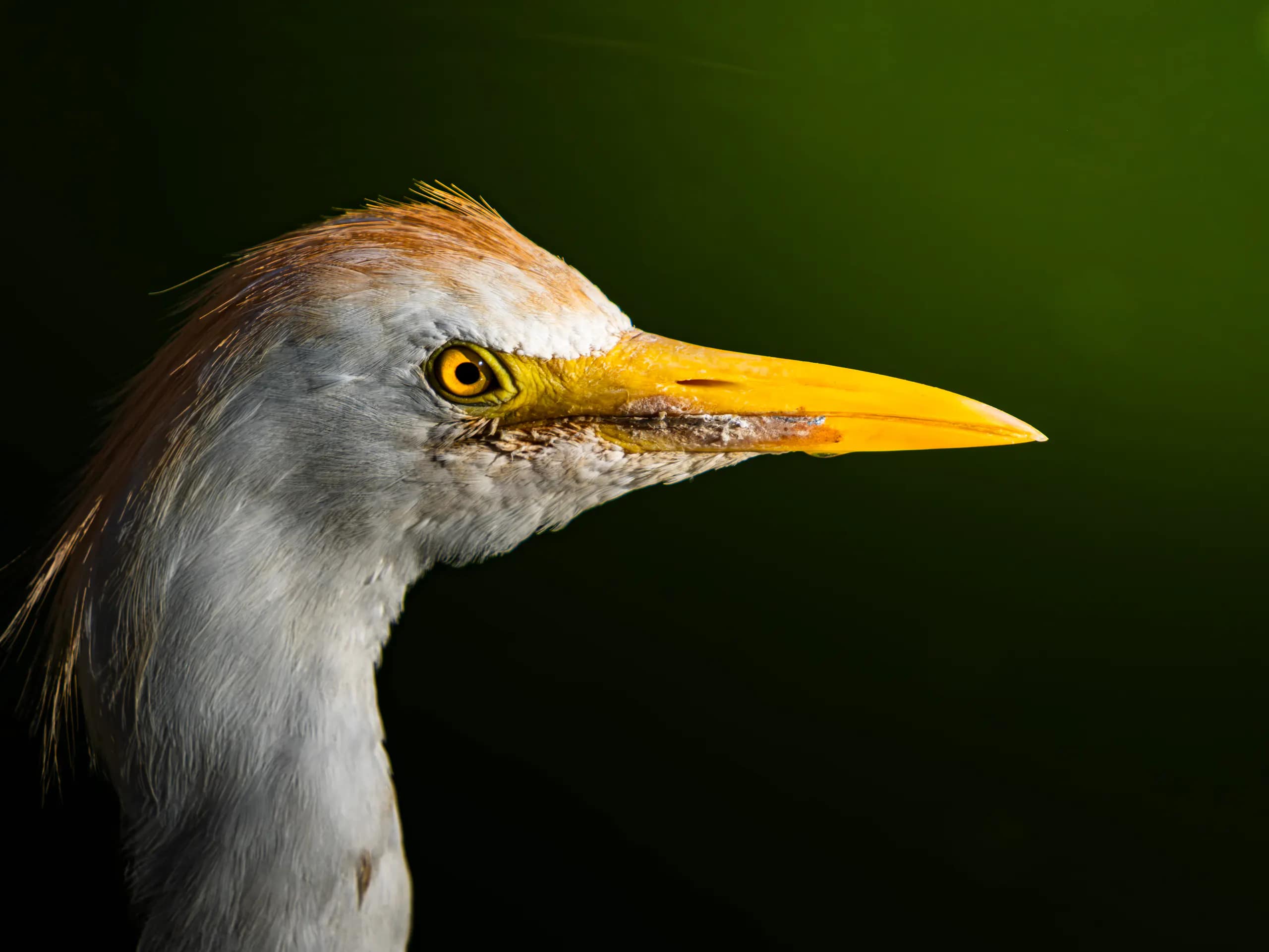 Close profile of a heron with a bright yellow eye and beak
