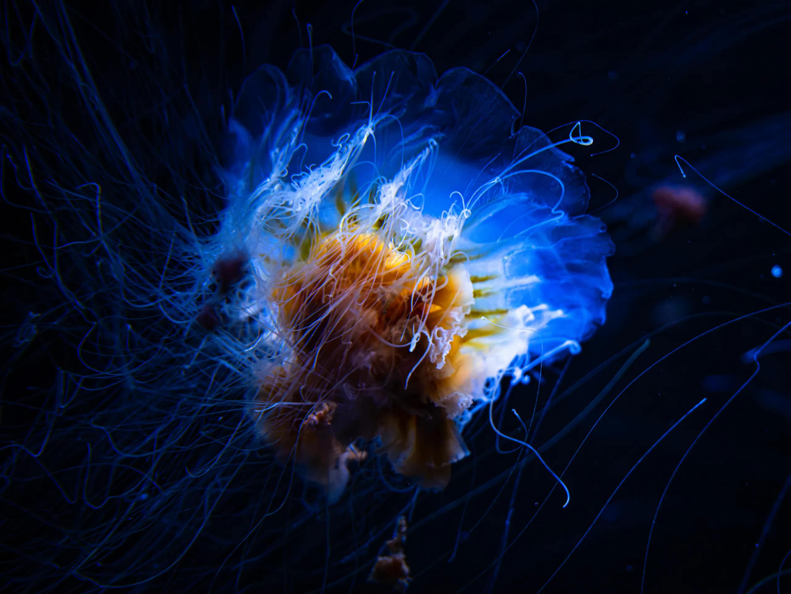 A luminous blue and amber jellyfish floating in deep darkness