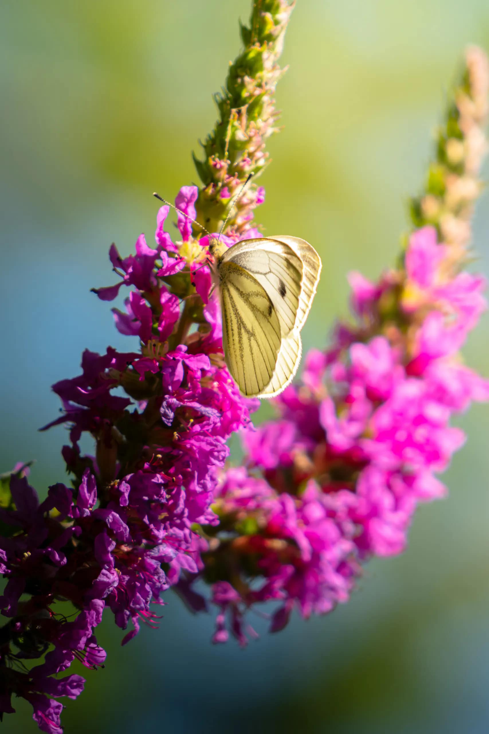 A white butterfly resting on vivid magenta flowers